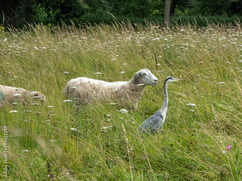 sheep and  a grey  heron ardea cinerea in a wild flower meadow photo