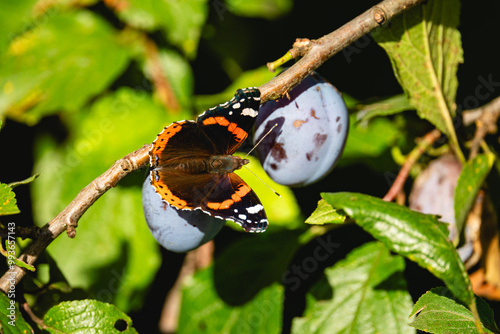 butterfly, peacock butterfly, macro, nature, insect, wings, tree, plum tree photo