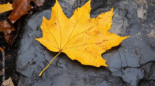 Yellow colored leaf in fall