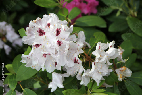 Blooming white rhododendron flowers in the garden