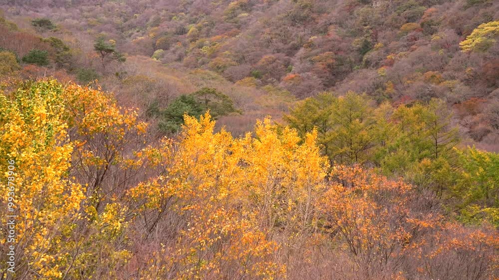 A vibrant autumnal scene in Naejangsan National Park, featuring a stunning display of maple trees ablaze with fiery red and orange hues. A vibrant autumnal scene in Naejangsan National Park, featuring a stunning display of maple trees ablaze with fiery red and orange hues.