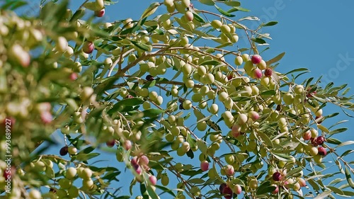 Green olives on the branches of the olive tree with blue sky