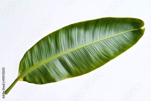 Green Leaf on White Background