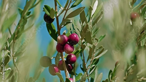 Closeup of half ripe red olives on the branches of the olive tree with blue sky.