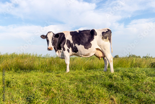 Black and white cow, full length side view standing