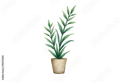 Aloe vera on a white background. 