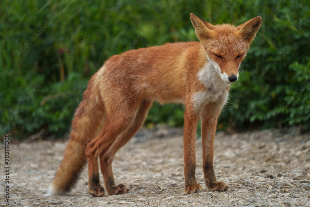 Fototapeta premium キタキツネ 北海道の可愛い野生動物