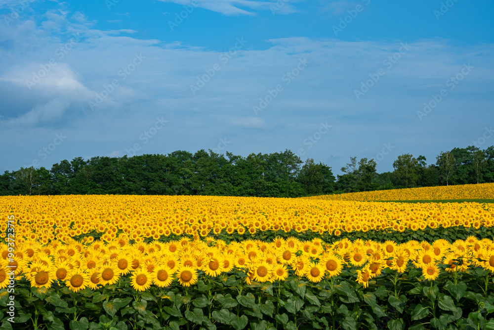 Obraz premium 北竜町のひまわり畑 北海道の夏の絶景観光地 8月