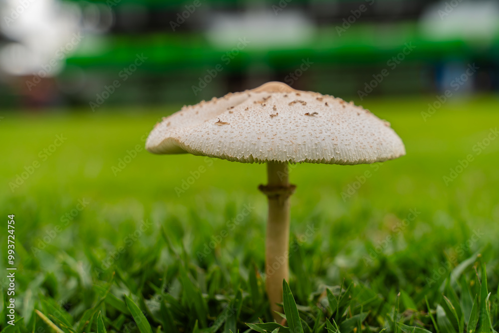 A single white mushroom with a slightly brown cap and a thin stem grows in a patch of green grass. Dew drops cling to the cap, and the background is blurred, focusing attention on the mushroom. A single white mushroom with a slightly brown cap and a thin stem grows in a patch of green grass. Dew drops cling to the cap, and the background is blurred, focusing attention on the mushroom.
