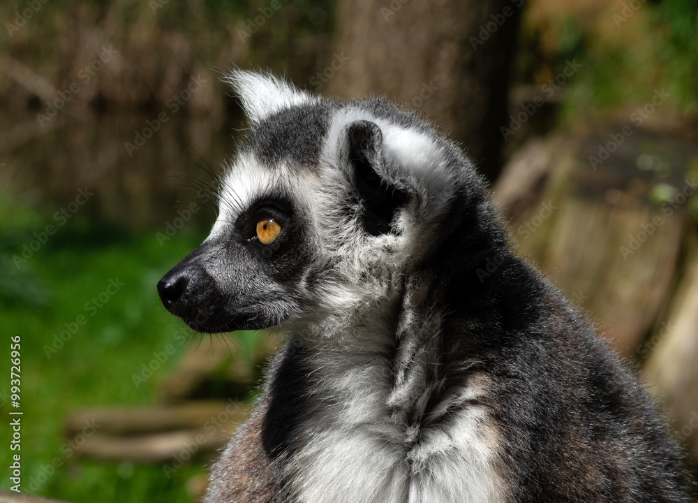 Fototapeta premium Ring-tailed lemur (Lemur catta) portrait