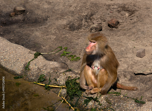 Monkeys playing in the zoo photo