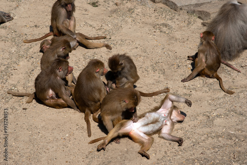 Monkeys playing in the zoo photo