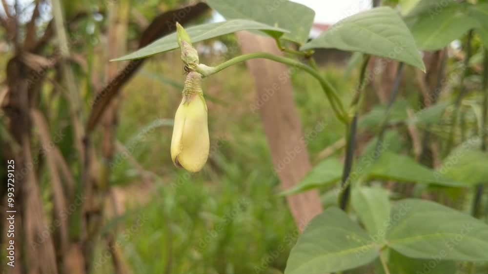 Vigna forms flowers from legume plants in tropical soils Vigna forms flowers from legume plants in tropical soils