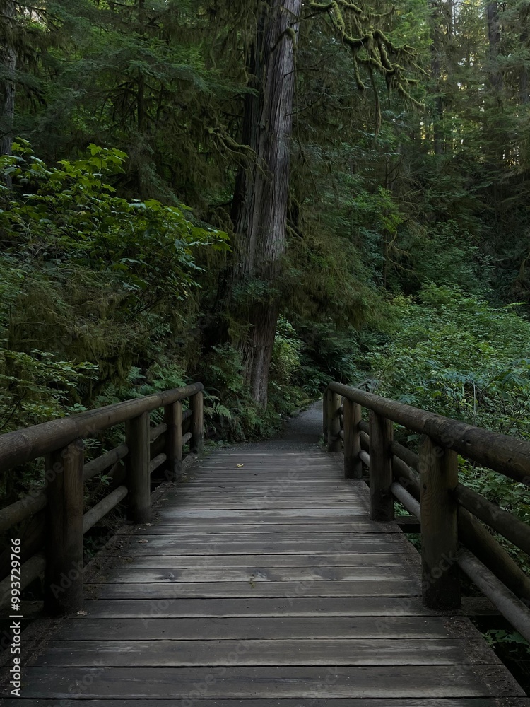 Obraz premium Bridge in the Forest
