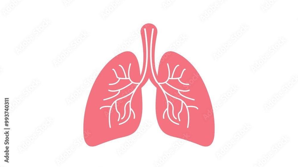 icon symbol lungs animated body organs respiration lungs and nerves pumping air human respiration looping 4k green screen icon icon symbol lungs animated body organs respiration lungs and nerves pumping air human respiration looping 4k green screen icon