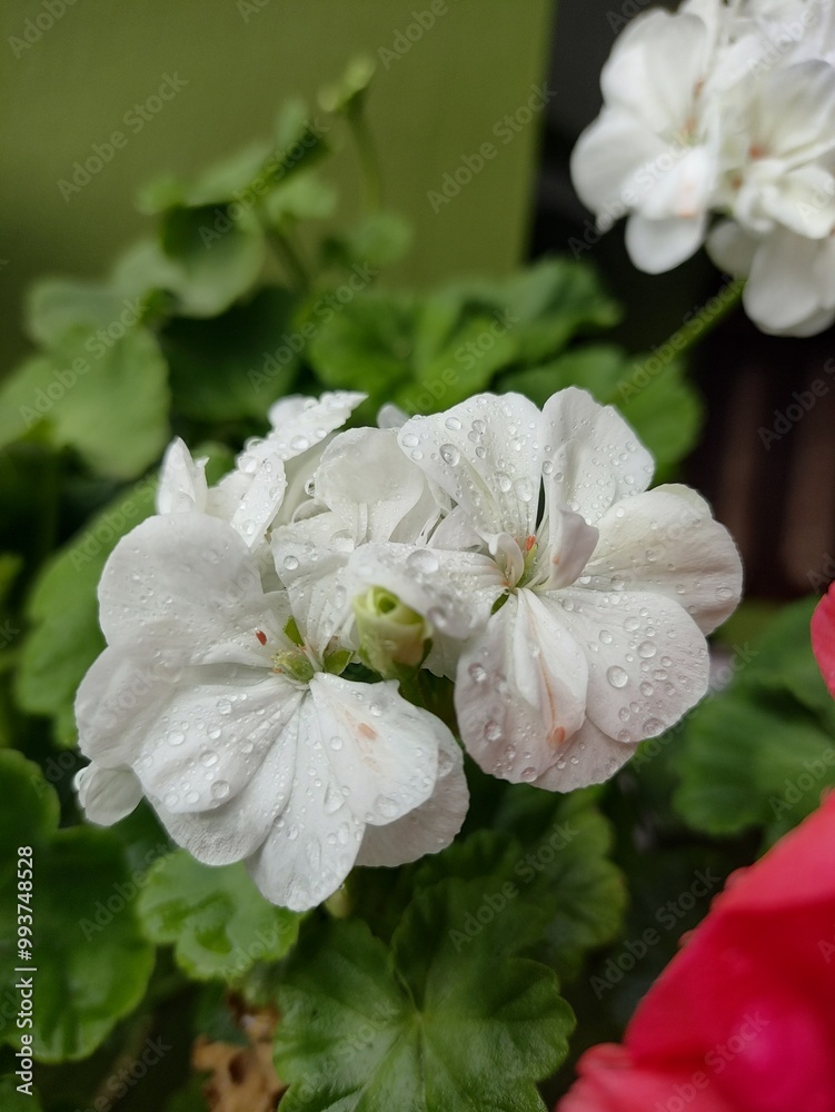 Obraz premium Delicious food with beautiful flowers and serene sky