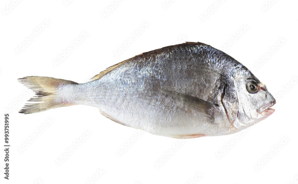 One raw gilthead fish isolated on white. Sea food One raw gilthead fish isolated on white. Sea food