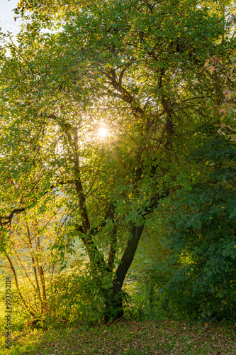 ray of sunshine through the tree