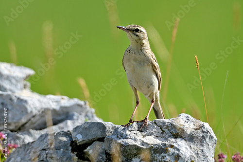 Tawny Pipit // Brachpieper (Anthus campestris)  - Blidinje National Park, Bosnia and Herzegovina photo