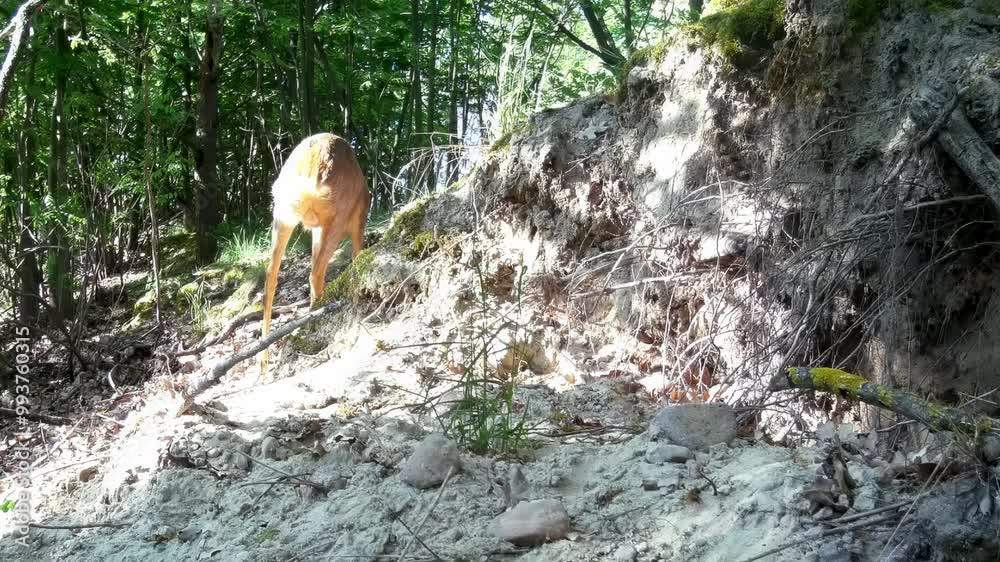 Ein Rehbock läuft durch den Wald Ein Rehbock läuft durch den Wald