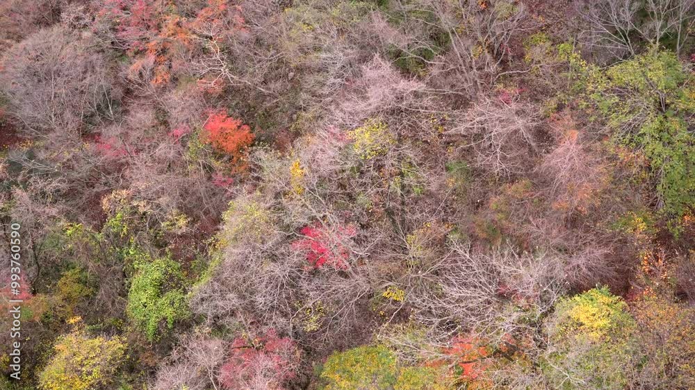 A vibrant tapestry of autumn colors unfolds in Naejangsan National Park, as the hillside is adorned with a mix of golden, orange, and red foliage. A vibrant tapestry of autumn colors unfolds in Naejangsan National Park, as the hillside is adorned with a mix of golden, orange, and red foliage.