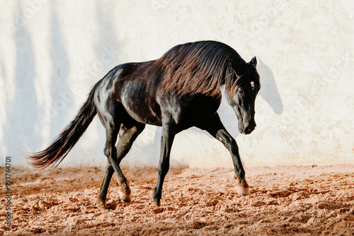 Black Berber stallion prancing in paddock against white wall photo