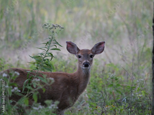 White Tailed Deer Losing Homes in Growing Suburbs