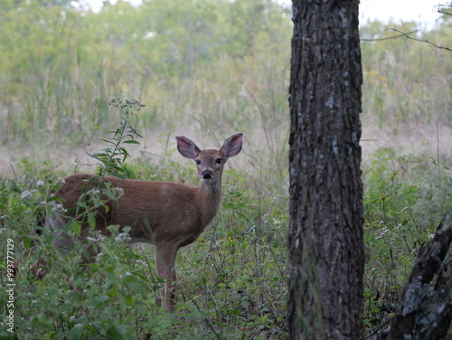 White Tailed Deer Losing Homes in Growing Suburbs