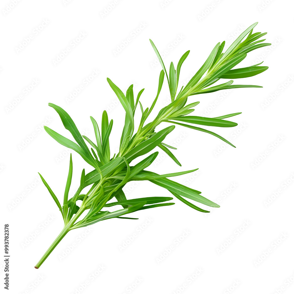 Fototapeta premium Tarragon, Herb, Isolated on Transparent Background, Graphic Resource for Gourmet Advertising, Menu Design and Packaging