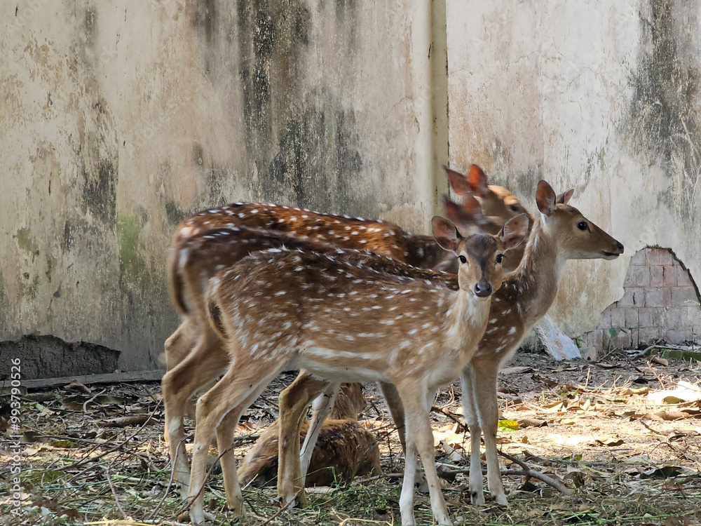 Spotted deer in the park.