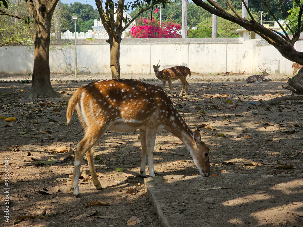 Spotted deer in the park.