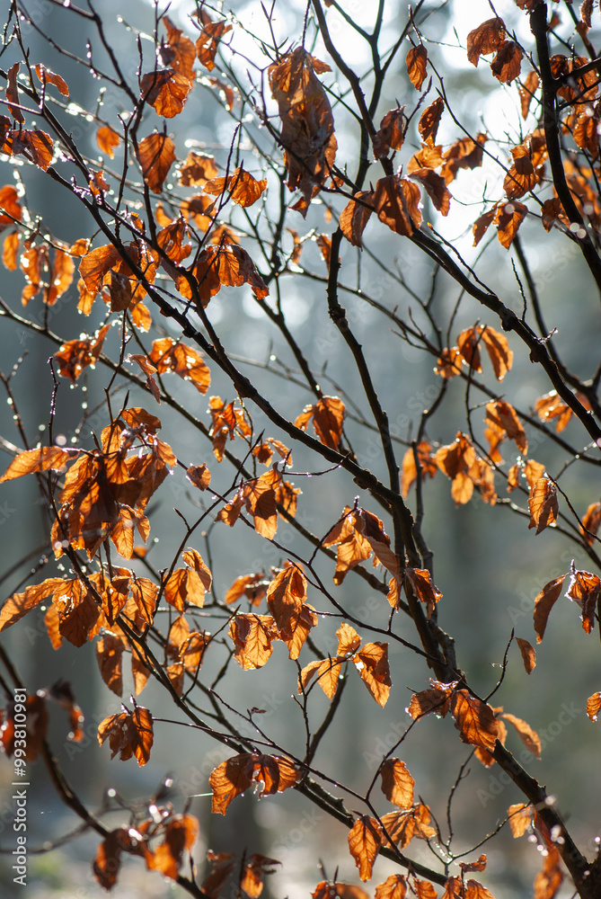 Autumn brown red leaves, Alnus in spring on blue background in alpine forest Autumn brown red leaves, Alnus in spring on blue background in alpine forest
