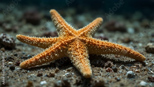 Close-up of a starfish resting on the seabed.