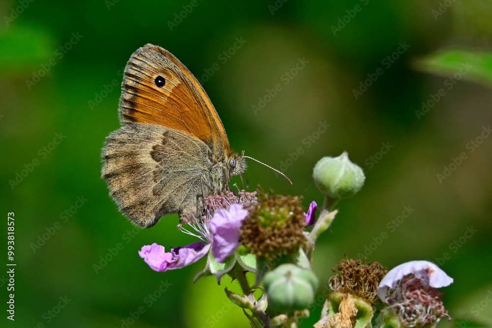 Small heath // Kleines Wiesenvögelchen (Coenonympha pamphilus) Small heath // Kleines Wiesenvögelchen (Coenonympha pamphilus)