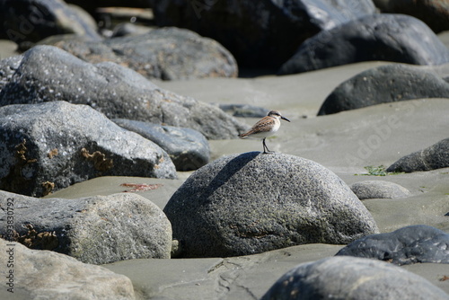 Sanderling sitzt ruhend auf einem kleinen Felsen an der Strandküste von Vancouver Island photo