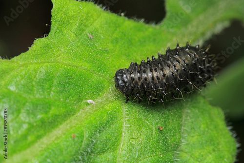 cimbex femoratus fly larva macro photo photo