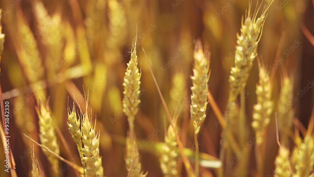 the agriculture wheat. green sprouts of wheat in fertile black soil. agriculture business farming concept. beautiful field of wheat plants lifestyle general plan nature natural healthy food the agriculture wheat. green sprouts of wheat in fertile black soil. agriculture business farming concept. beautiful field of wheat plants lifestyle general plan nature natural healthy food