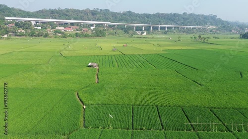 Top View of Agriculture Green Field with Sown in Countryside. Aerial View on Farmland with Crops in Rural Area. Land with Plants. Nature Textures. Organic. Ecological Environment. Farming