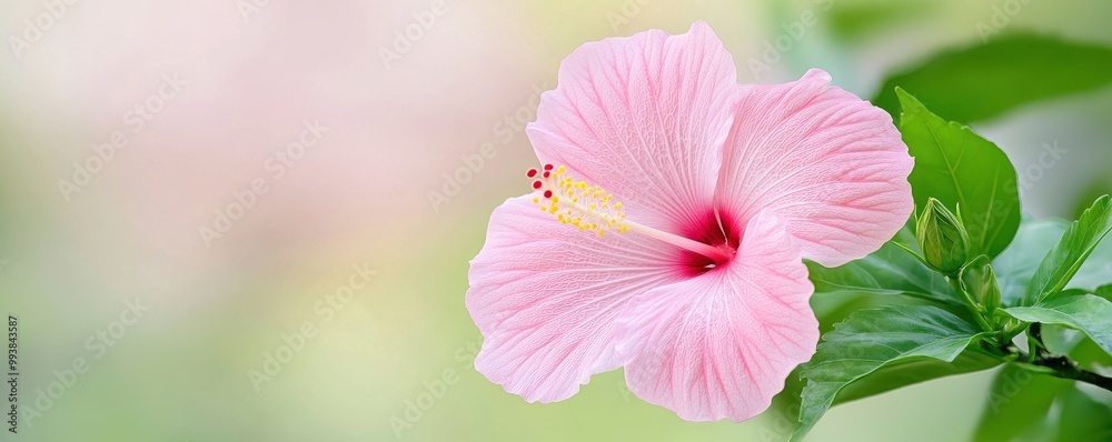 Obraz premium pink hibiscus flower branch on blur green nature background