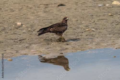 Black Kite (Milvus migrans) reflect on the river. They are considered insectivores, piscivores, and scavengers. photo