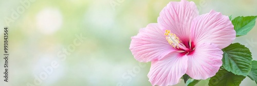 pink hibiscus flower branch on blur green nature background