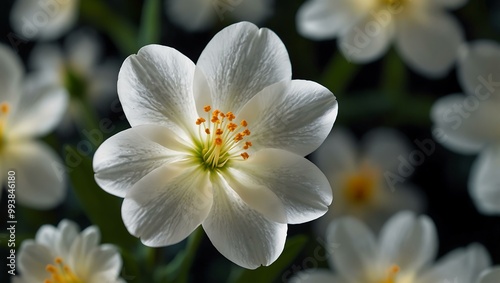 Elegant white flower with glowing translucent petals.