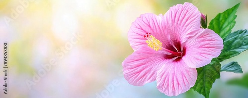 pink hibiscus flower branch on blur green nature background