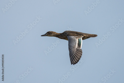 Garganey is in flight. The garganey is a small, migratory duck known for its striking appearance, especially the male with its chestnut head and white stripe. photo