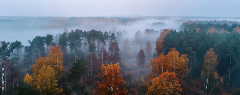 Fototapeta premium aerial view over panoramic foggy forest