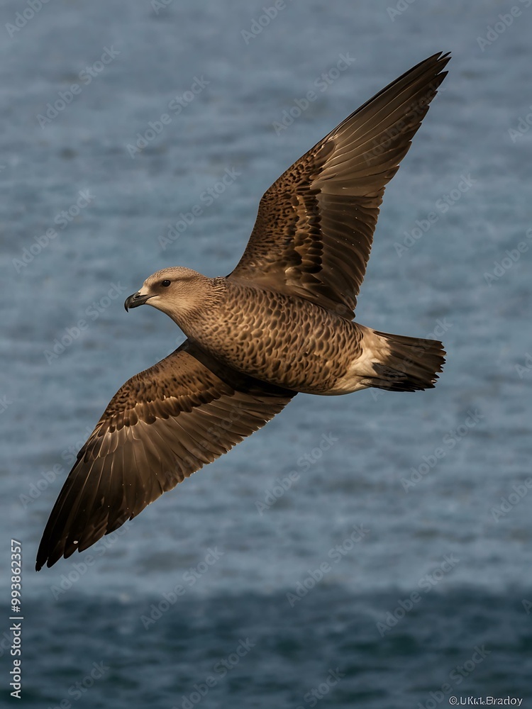 Great skua in flight. Great skua in flight.