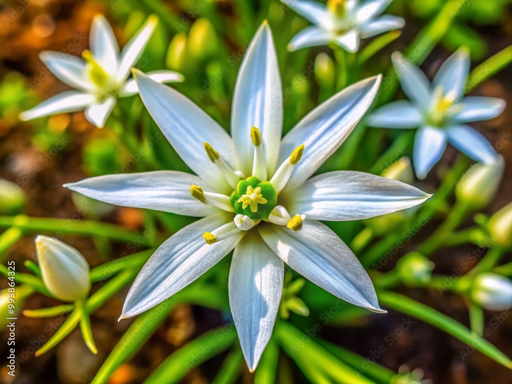 Fototapeta premium Beautiful Star of Bethlehem Flower Blooming in Nature, Symbolizing Peace and New Beginnings