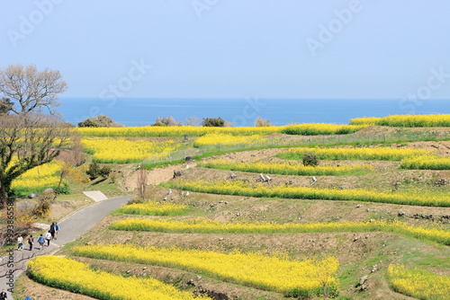 海が見える菜の花畑