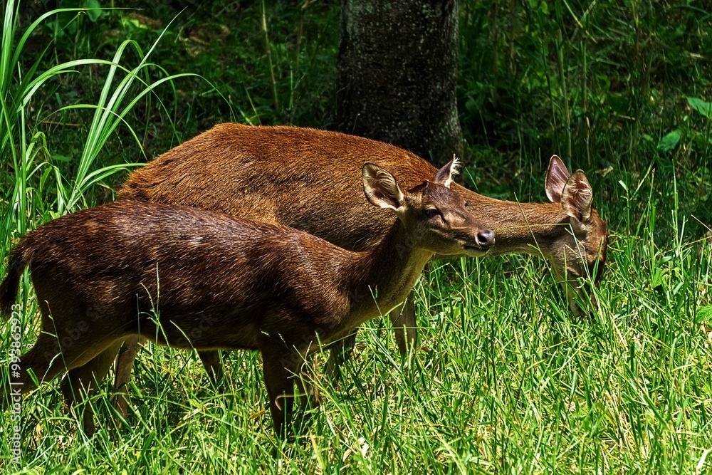 Fototapeta premium deer in the forest