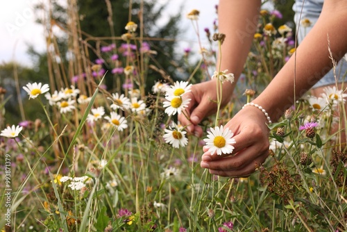 Woman collecting chamomile flowers in field, closeup